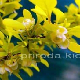 Барбарис Тунберга Ауреа (Berberis thunbergii Aurea) ФОТО Питомник растений Природа Priroda (35)