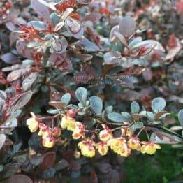 Барбарис Тунберга Дартс Рэд Лэди (Berberis thunbergii Dart's Red Lady) ФОТО Питомник растений Природа Priroda (46)