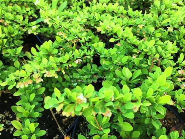 Барбарис Тунберга Грин Карпет (Berberis thunbergii Green Carpet) ФОТО Питомник растений Природа Priroda (13)
