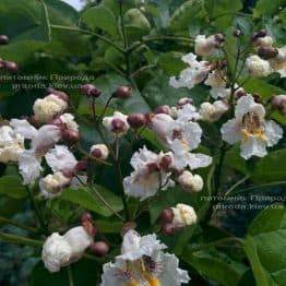 Катальпа великолепная / прекрасная (Catalpa spesiosa) ФОТО Питомник растений Природа (Priroda) (7)