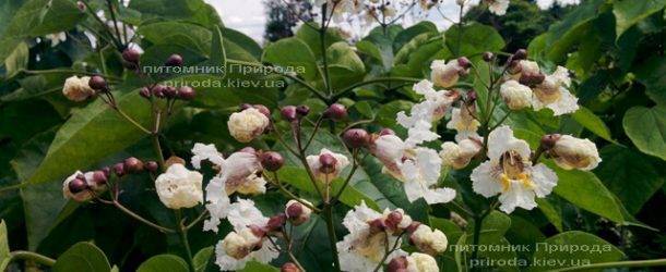 Катальпа великолепная / прекрасная (Catalpa spesiosa) ФОТО Питомник растений Природа (Priroda) (8)