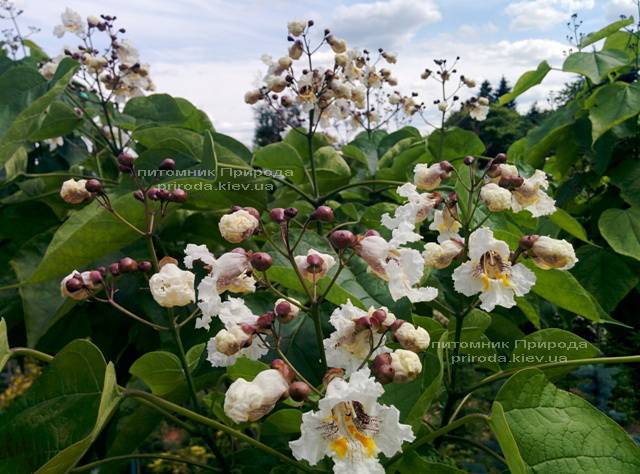 Катальпа великолепная / прекрасная (Catalpa spesiosa) ФОТО Питомник растений Природа (Priroda) (8)