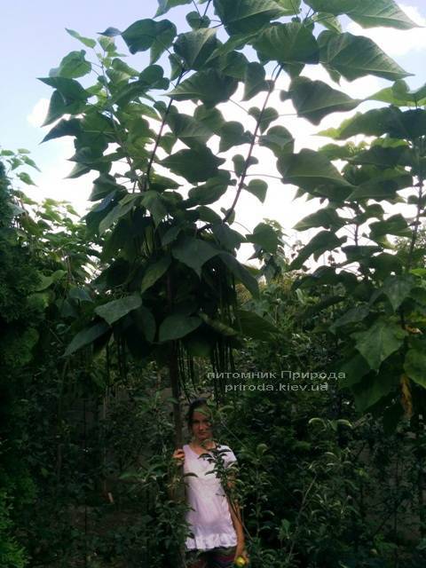 Катальпа чудова / прекрасна (Catalpa spesiosa) ФОТО Розплідник рослин Природа (Priroda) (13)