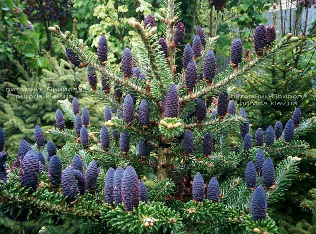 Ялиця корейська (Abies koreana) ФОТО Розплідник рослин Природа Priroda (37)