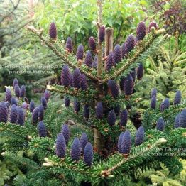 Пихта корейская (Abies koreana) ФОТО Питомник растений Природа Priroda (26)