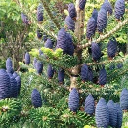 Пихта корейская (Abies koreana) ФОТО Питомник растений Природа Priroda (33)