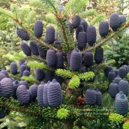 Ялиця корейська (Abies koreana) ФОТО Розплідник рослин Природа Priroda (39)