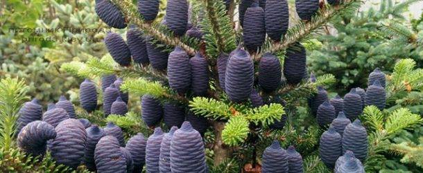 Пихта корейская (Abies koreana) ФОТО Питомник растений Природа Priroda (39)