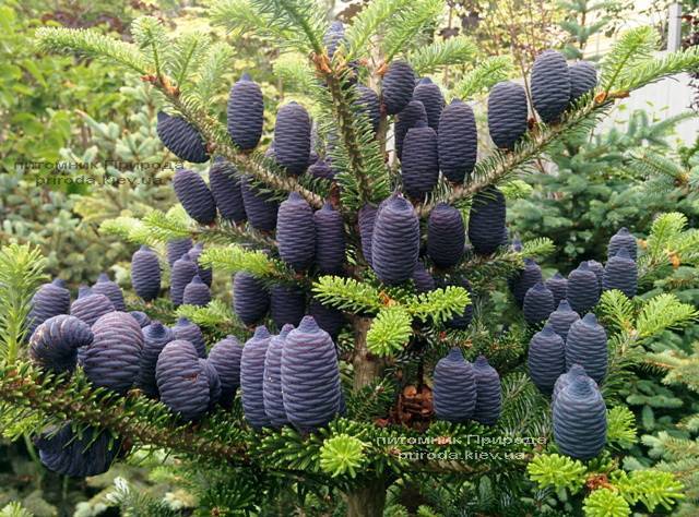 Пихта корейская (Abies koreana) ФОТО Питомник растений Природа Priroda (39)