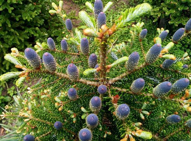 Ялиця корейська (Abies koreana) ФОТО Розплідник рослин Природа Priroda (25)