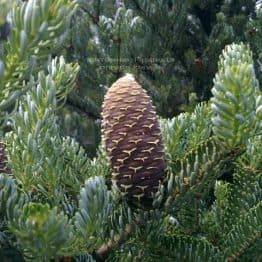 Пихта корейская Силберлок (Abies koreana Silberlocke) ФОТО Питомник растений Природа Priroda (58)