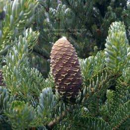 Ялиця корейська Сілберлок (Abies koreana Silberlocke) ФОТО Розплідник рослин Природа Priroda (58)