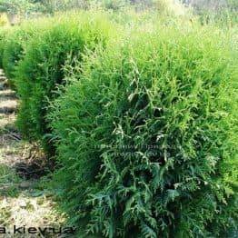 Туя западная Глобоза (Thuja occidentalis Globosa) ФОТО Питомник растений Природа Priroda (28)