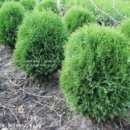 Туя западная Литл Джайант (Thuja occidentalis Little Giant) ФОТО Питомник растений Природа Priroda (34)