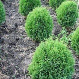 Туя західна Літл Джайант (Thuja occidentalis Little Giant) ФОТО Розплідник рослин Природа Priroda (36)