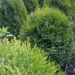 Туя західна Літл Джайант (Thuja occidentalis Little Giant) ФОТО Розплідник рослин Природа Priroda (32)