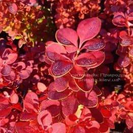 Барбарис Тунберга Оранж Рокет (Berberis thunbergii Orange Rocket) ФОТО Питомник растений Природа Priroda (66)