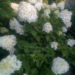 Гортензия метельчатая Лаймлайт (Hydrangea paniculata Limelight) ФОТО Питомник растений Природа Priroda (1)