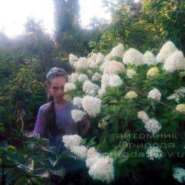 Гортензія волотисте Лаймлайт (Hydrangea paniculata Limelight) на штамбі ФОТО Розплідник рослин Природа Priroda (5)