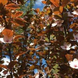 Слива цистена на штамбе (Prunus cistena) ФОТО Питомник растений Природа Priroda (25)
