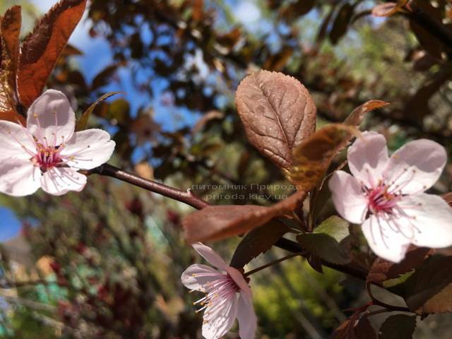 Слива цистена на штамбе (Prunus cistena) ФОТО Питомник растений Природа Priroda (24)