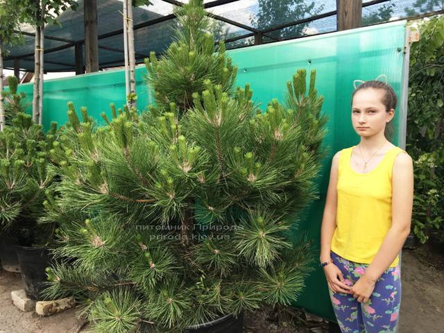 Сосна чёрная/австрийская (Pinus nigra/austriaca) ФОТО Питомник растений Природа Priroda (50)