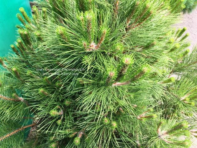 Сосна чорна / австрійська (Pinus nigra / austriaca) ФОТО Розплідник рослин Природа Priroda (53)