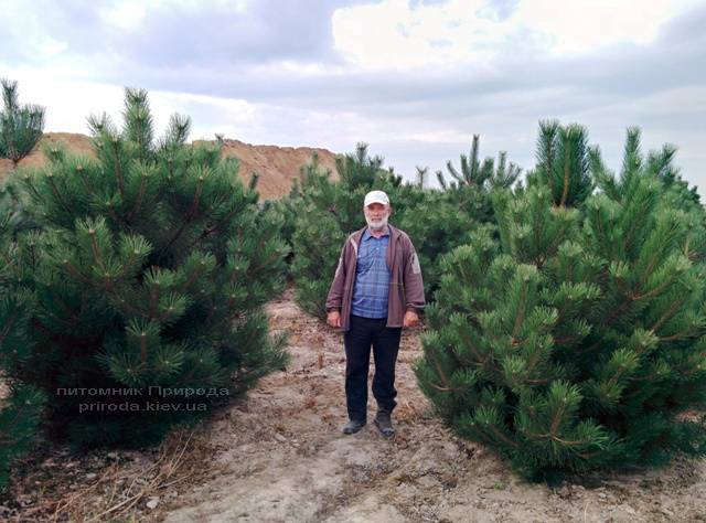 Сосна чорна / австрійська (Pinus nigra / austriaca) ФОТО Розплідник рослин Природа Priroda (55)