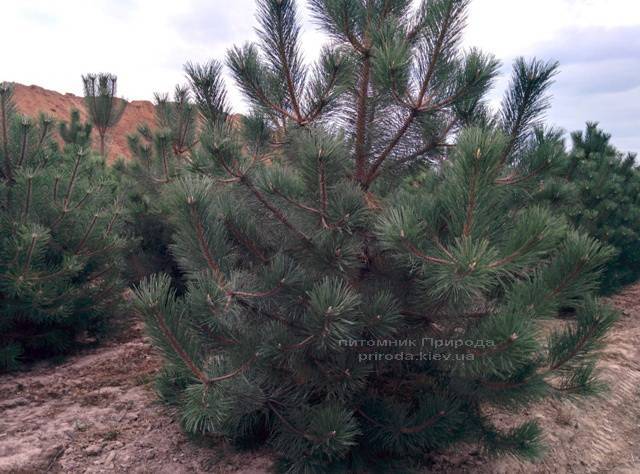 Сосна чёрная/австрийская (Pinus nigra/austriaca) ФОТО Питомник растений Природа Priroda (56)