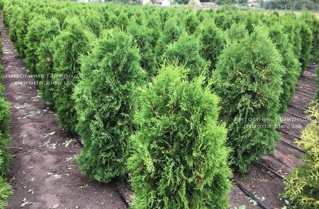 Туя западная колоновидная Колумна ЭКСТРА (Thuja occidentalis Columna) ФОТО Питомник растений Природа Priroda (64)