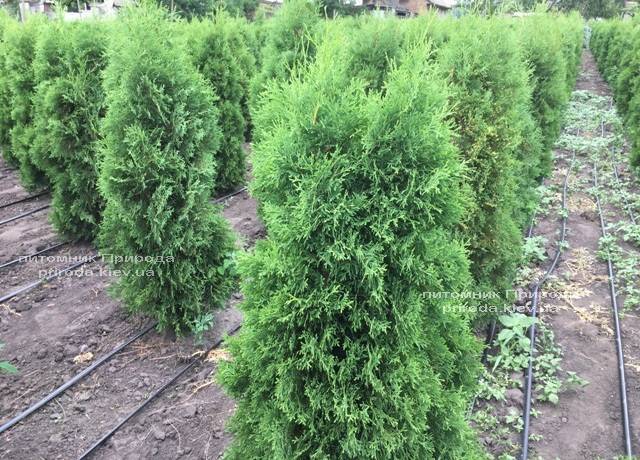 Туя западная колоновидная Колумна ЭКСТРА (Thuja occidentalis Columna) ФОТО Питомник растений Природа Priroda (66)