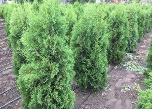 Туя западная колоновидная Колумна ЭКСТРА (Thuja occidentalis Columna) ФОТО Питомник растений Природа Priroda (67)