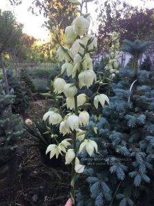 Юкка нитчатая (Yucca filamentosa) ФОТО Питомник растений Природа Priroda (3)