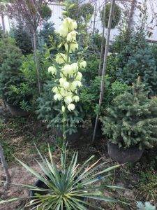 Юкка нитчатая (Yucca filamentosa) ФОТО Розплідник рослин Природа Priroda (4)