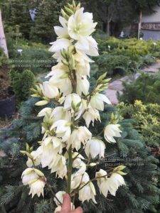 Юкка нитчатая (Yucca filamentosa) ФОТО Розплідник рослин Природа Priroda (5)