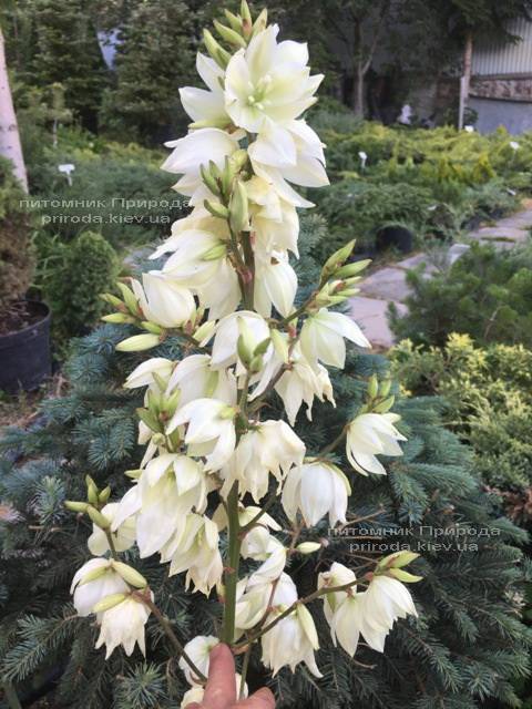 Юкка нитчатая (Yucca filamentosa) ФОТО Питомник растений Природа Priroda (5)