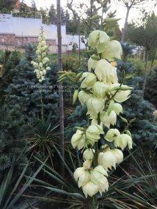 Юкка нитчатая (Yucca filamentosa) ФОТО Розплідник рослин Природа Priroda (6)