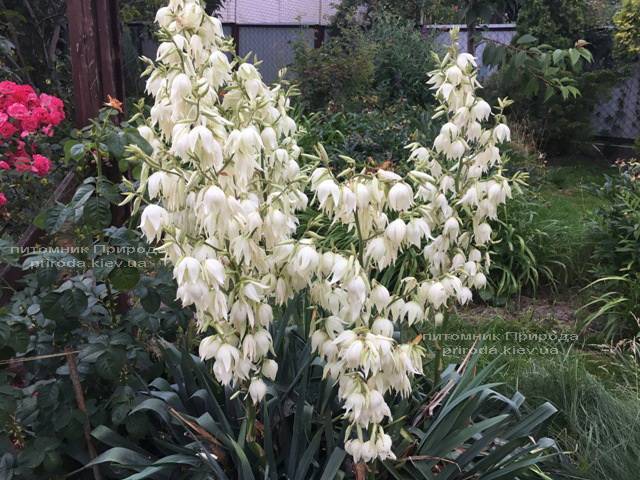 Юкка нитчатая (Yucca filamentosa) ФОТО Питомник растений Природа Priroda (8)