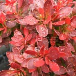 Барбарис Тунберга Лутин Руж (Berberis thunbergii Lutin Rouge) ФОТО Розплідник рослин Природа Priroda (106)