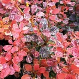 Барбарис Тунберга Роуз Глоу (Berberis thunbergii Rose Glow) ФОТО Розплідник рослин Природа Priroda (92)