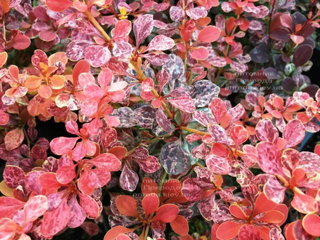 Барбарис Тунберга Роуз Глоу (Berberis thunbergii Rose Glow) ФОТО Питомник растений Природа Priroda (92)