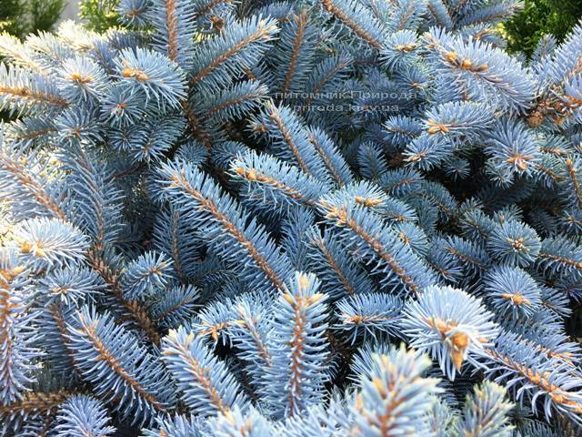 Ель колючая голубая Глаука Глобоза (Picea pungens Glauca Globosa) на штамбе ФОТО Питомник растений Природа Priroda (134)