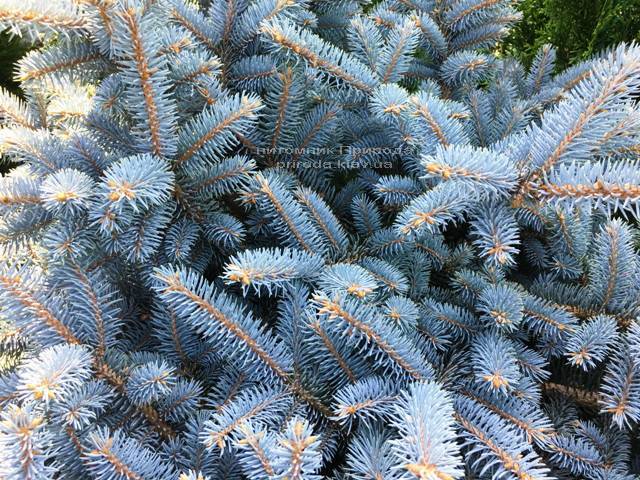 Ель колючая голубая Глаука Глобоза (Picea pungens Glauca Globosa) на штамбе ФОТО Питомник растений Природа Priroda (135)