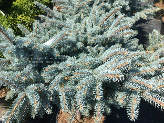 Ялина колюча блакитна Глаука Глобоза (Picea pungens Glauca Globosa) на штамбі ФОТО Розплідник рослин Природа Priroda (128)