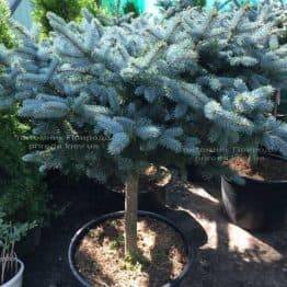 Ель колючая голубая Глаука Глобоза (Picea pungens Glauca Globosa) на штамбе ФОТО Питомник растений Природа Priroda (130)