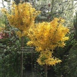 Форзиция промежуточная (Forsythia intermedia) на штамбе ФОТО Питомник растений Природа Priroda (7)