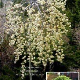 Верба козяча Кілмарнок плакуча (Salix caprea Kilmarnock рendula) на штамбі ФОТО Розплідник рослин Природа Priroda