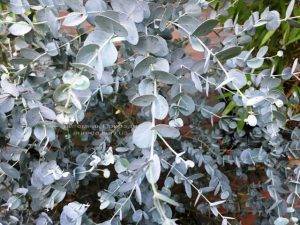 Эвкалипт (Eucalyptus) ФОТО Питомник растений Природа Priroda