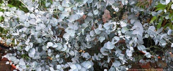 Эвкалипт (Eucalyptus) ФОТО Питомник растений Природа Priroda