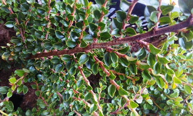 Кизильник горизонтальный (Cotoneaster horizontalis) ФОТО Питомник растений Природа Priroda (4)